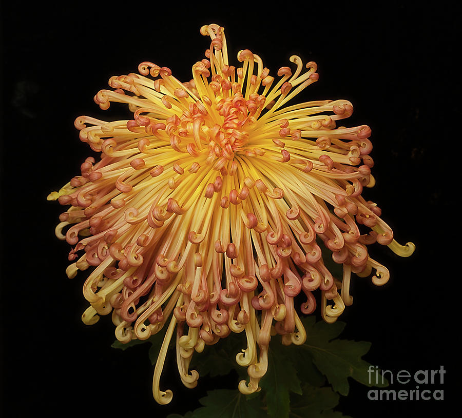 Chrysanthemum Photograph by Ann Jacobson