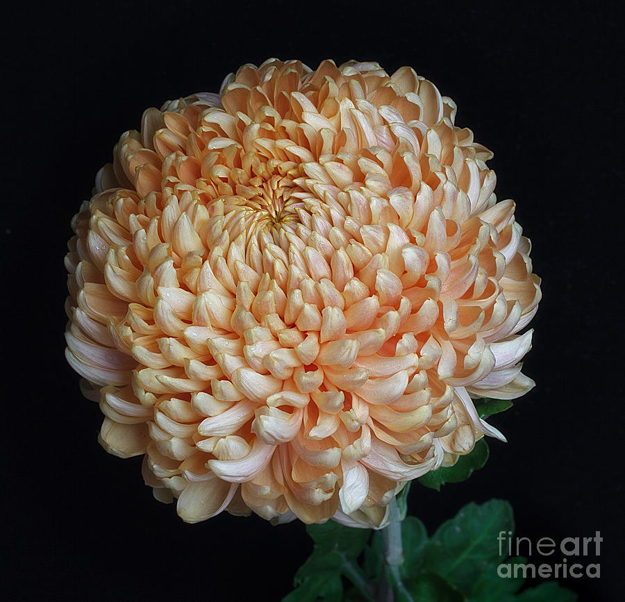 Chrysanthemum Apricot Alexis #1 Photograph by Ann Jacobson
