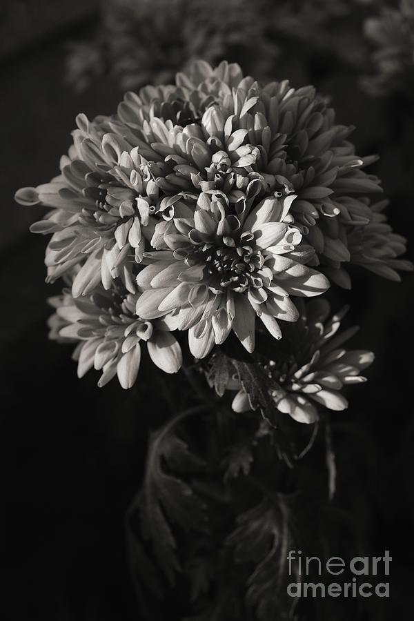 Chrysanthemum #1 Photograph by Dariusz Gudowicz