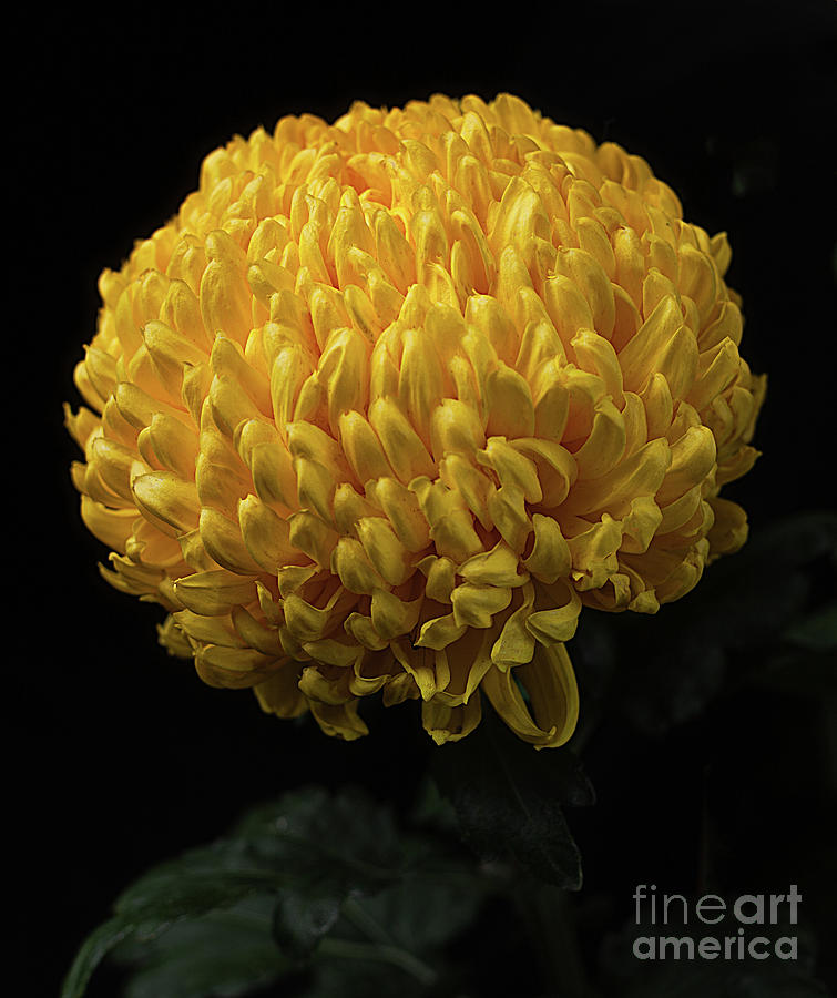 chrysanthemum Derek Bircumshaw #1 Photograph by Ann Jacobson