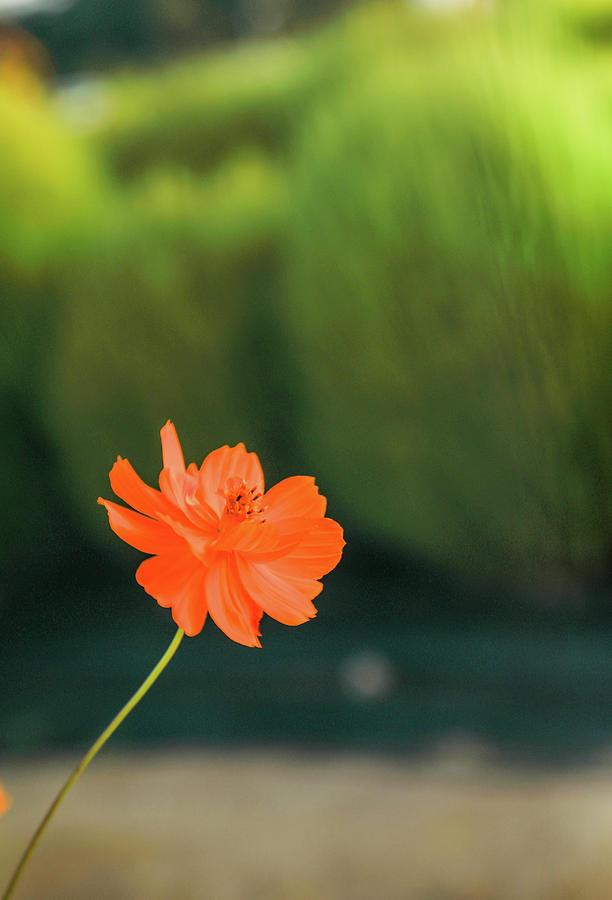 Chrysanthemum #1 Photograph by Hyuntae Kim