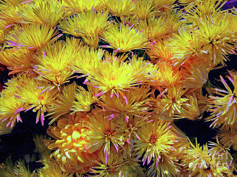 Chrysanthemum 2 Photograph by Jasna Dragun