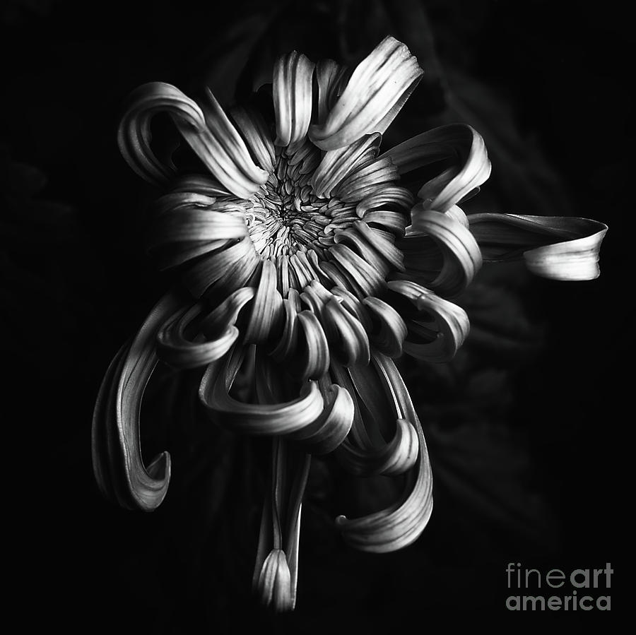 Chrysanthemum Jefferson Park #1 Photograph by Ann Jacobson