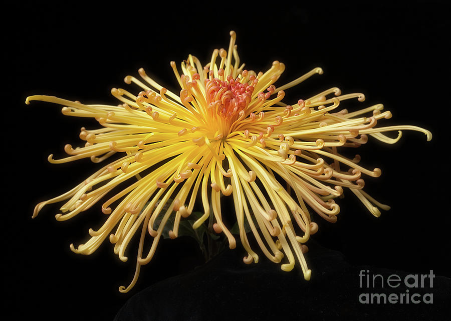 Chrysanthemum Lava #1 Photograph by Ann Jacobson