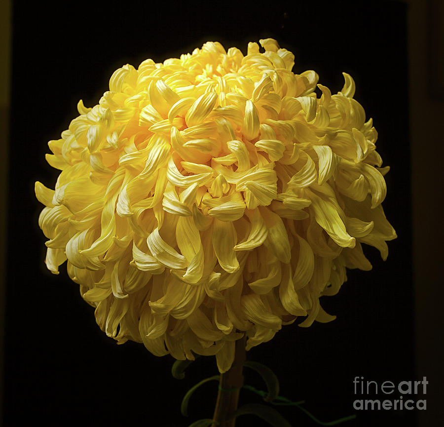 Chrysanthemum McKinley Photograph by Ann Jacobson