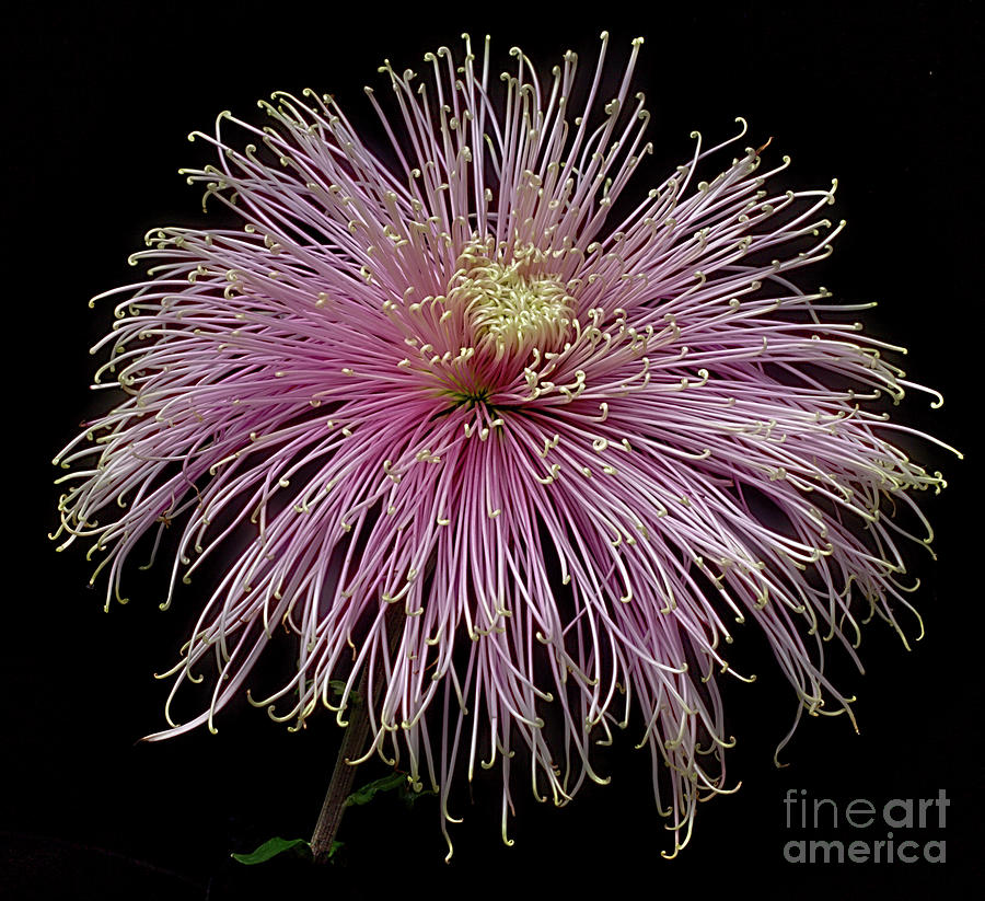 Chrysanthemum Mystic #3 Photograph by Ann Jacobson
