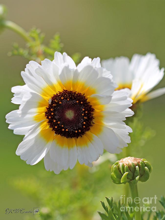 Flower Photograph - Chrysanthemum named Polar Star #1 by J McCombie