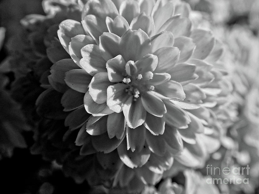 Chrysanthemum #1 Photograph by FineArtRoyal Joshua Mimbs