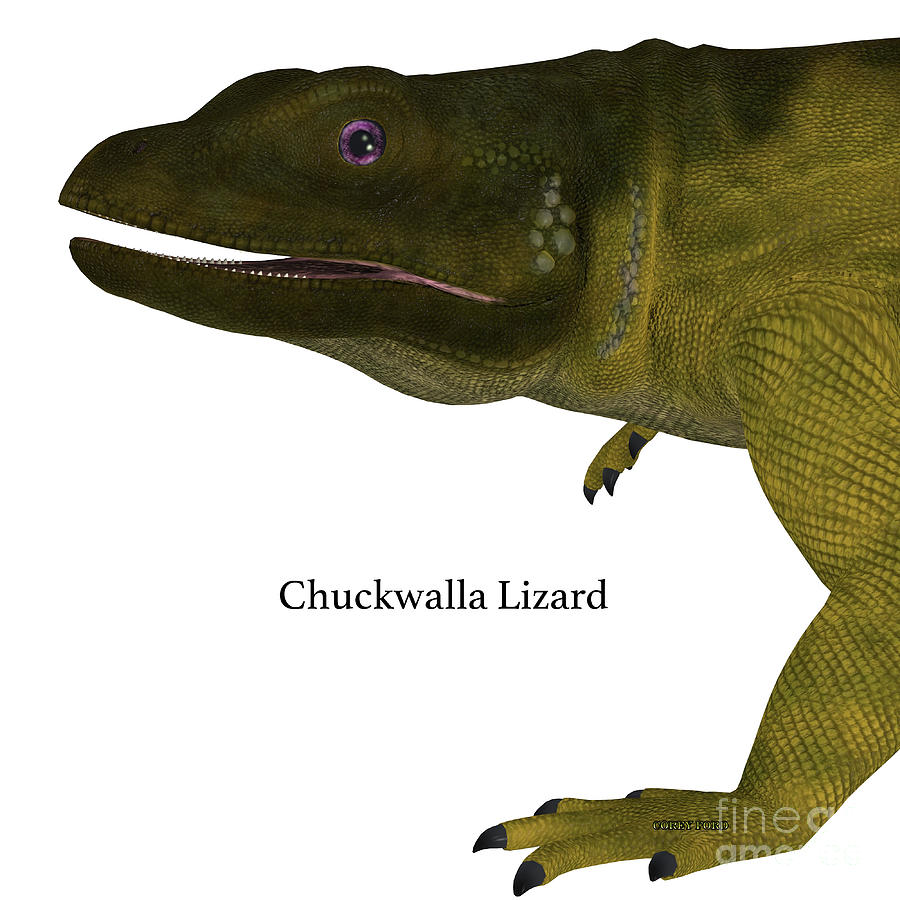 Chuckwalla Lizard Head #1 Digital Art by Corey Ford