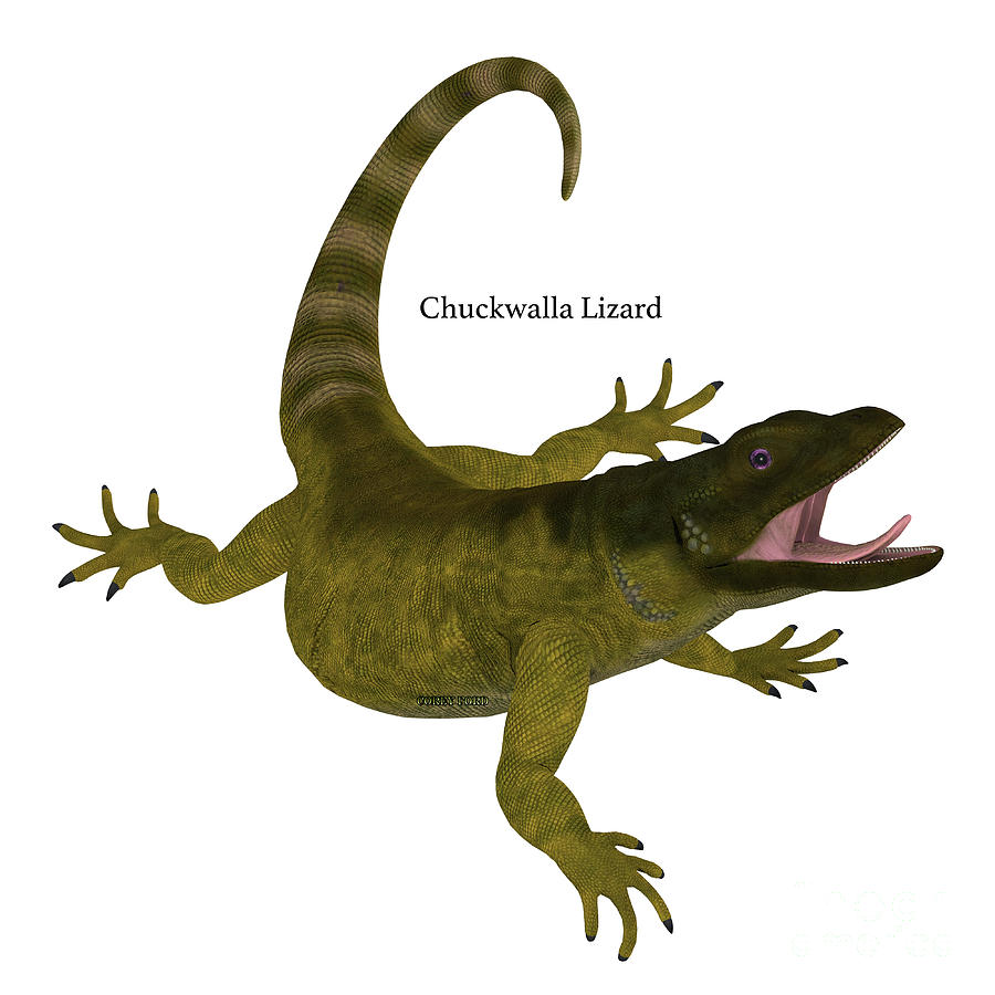 Chuckwalla Lizard on White #1 Digital Art by Corey Ford