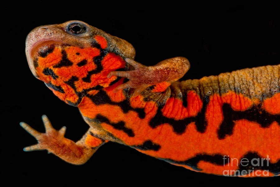 Salamander Photograph - Chuxiong Fire Belly Newt #1 by Dant Fenolio