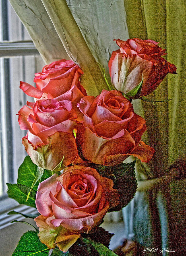 Cindys Roses #1 Photograph by Bonnie Willis