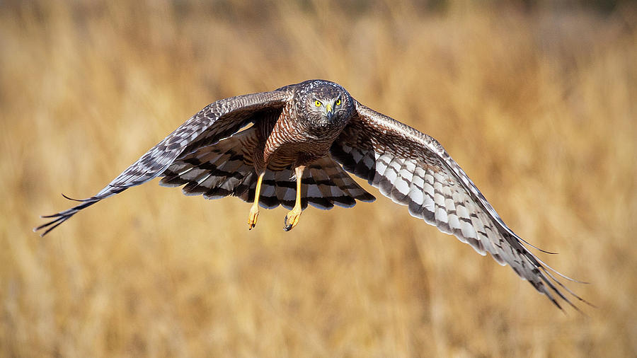 Cinereous Harrier in Flight #1 Photograph by Stephen Dennstedt