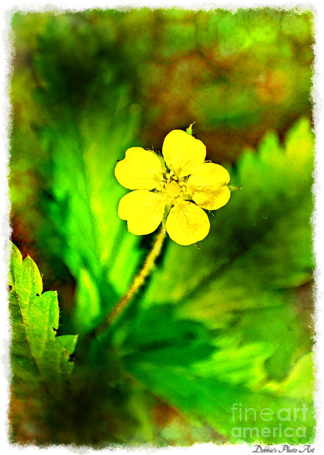 Cinquefoil Wildflower #1 Photograph by Debbie Portwood