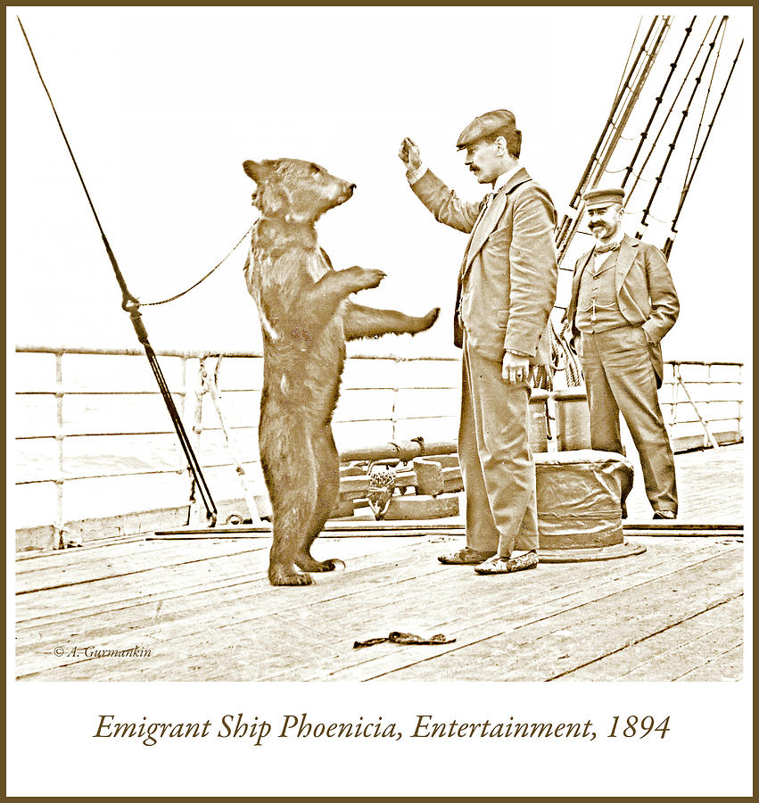 Circus Bear Entertains on Emigrant Ship Phoenicia, 1894 #1 Photograph by A Macarthur Gurmankin