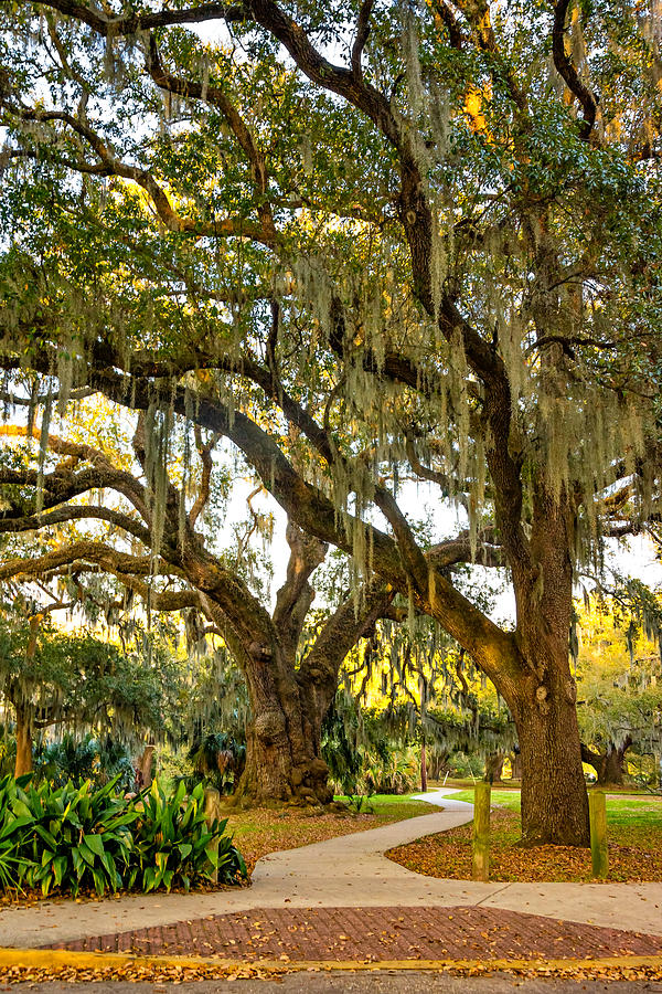 New Orleans' City Park Photograph by Steve Harrington - Fine Art America