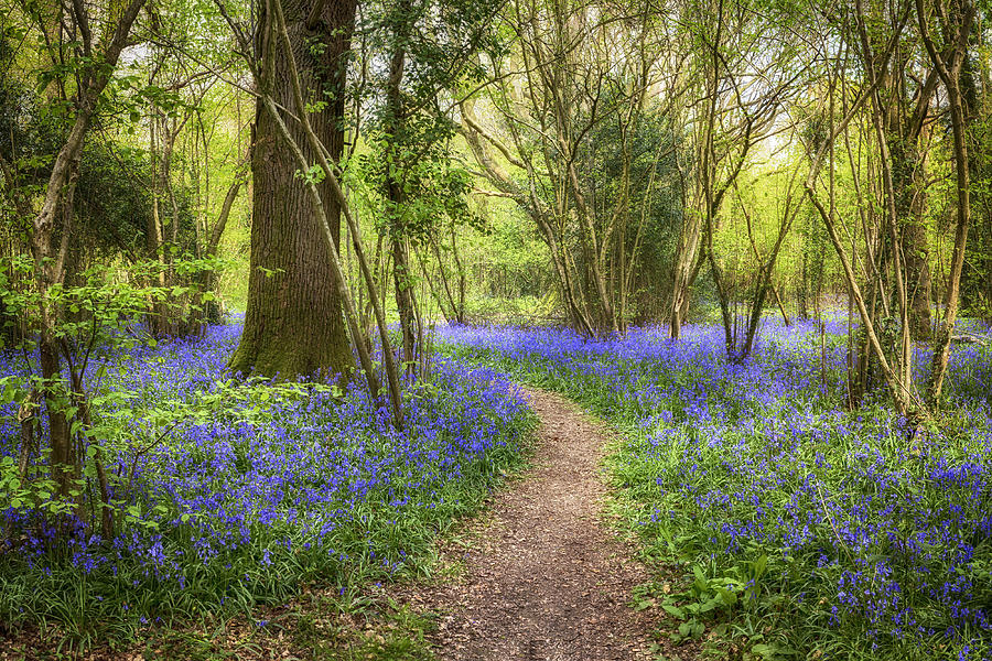 Clapham Wood Bluebells Photograph by Len Brook | Fine Art America