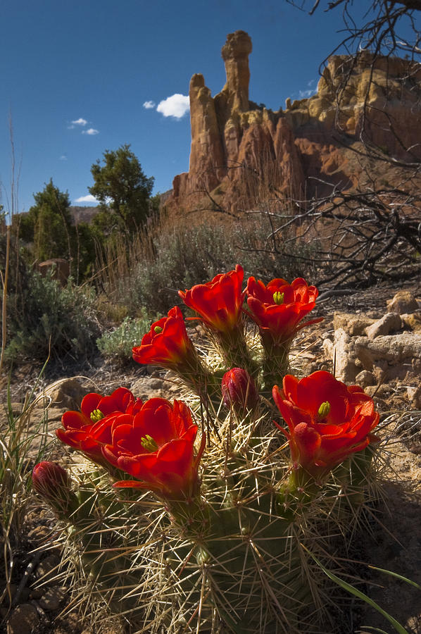 Claret Cup Cactus at Ghost Ranch Photograph by Lou  Novick