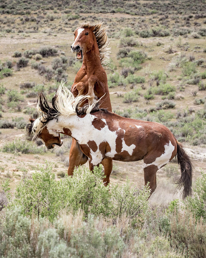 Clash of the Stallions by Dawn Key Clash of the Stallions by Dawn Key