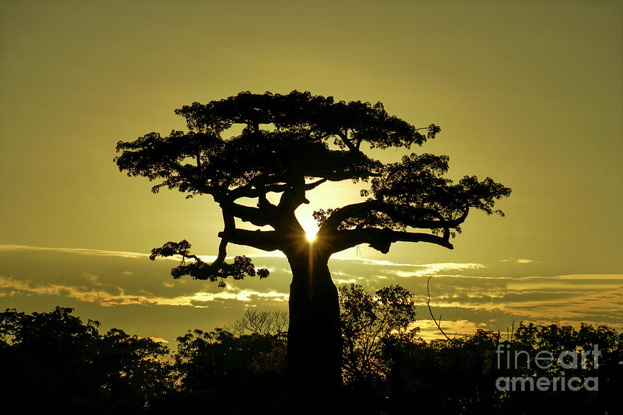 Classic Africa Photograph by Brian Kamprath