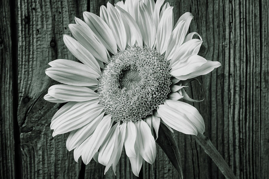 Classic Black And White Sunflower #1 Photograph by Garry Gay