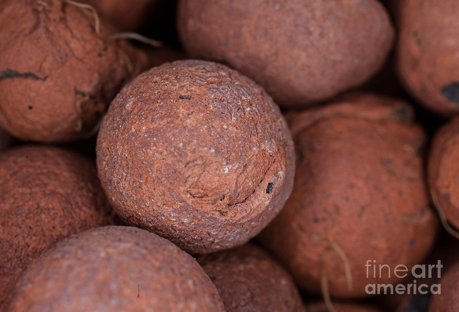 Clay Pebbles For Hydroponic Gardening #1 Photograph by Ted Kinsman