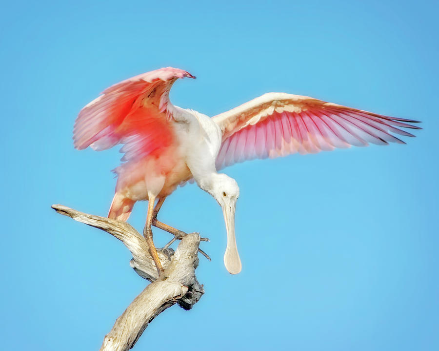 Spoonbill Cleared For Takeoff Photograph by Mark Andrew Thomas