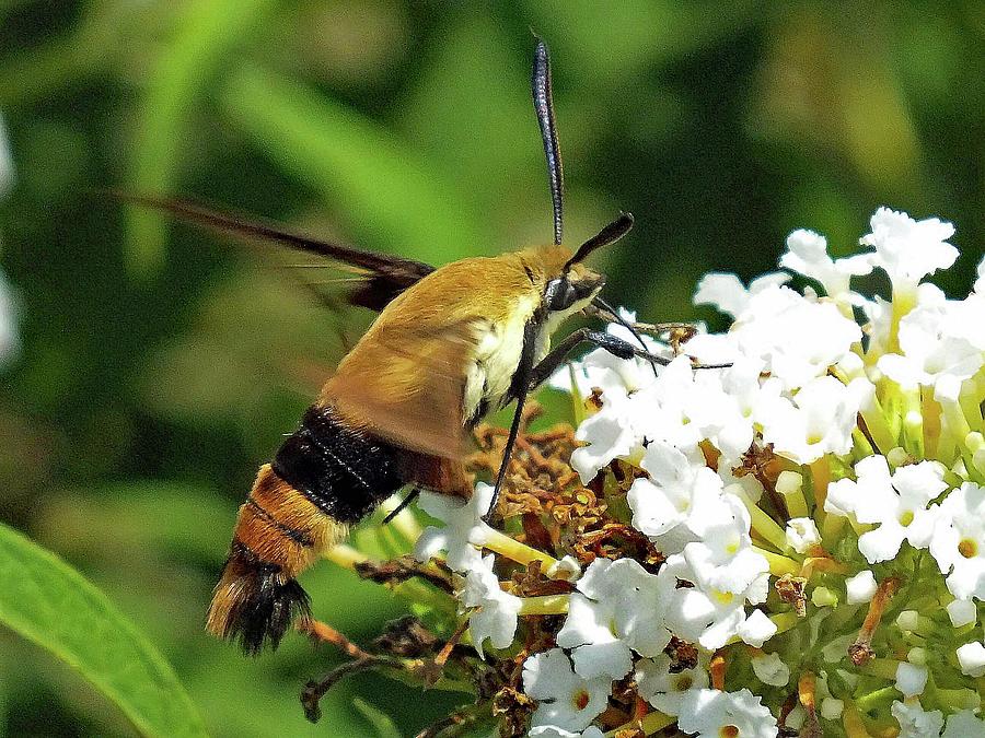Nature Photograph - Snowberry Clearwing - Maco by Cindy Treger