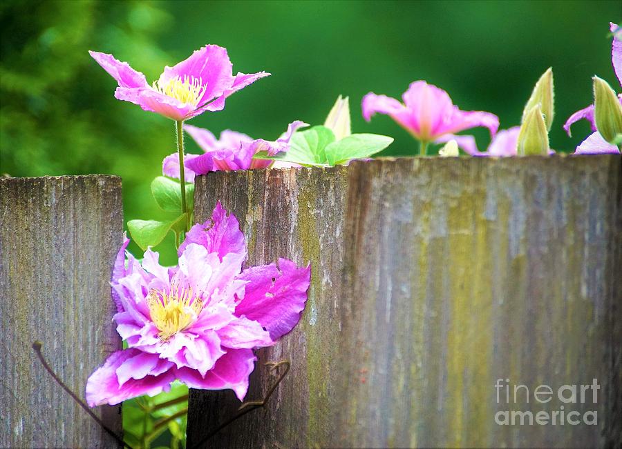Clematis 5 #1 Photograph by Merle Grenz