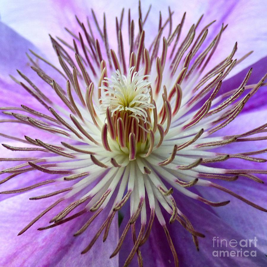 Clematis Macro #1 Photograph by Jean Wright