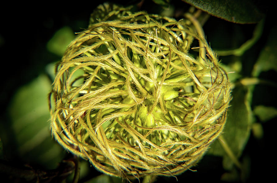 Clematis Seed Head #1 Photograph by Douglas Barnett