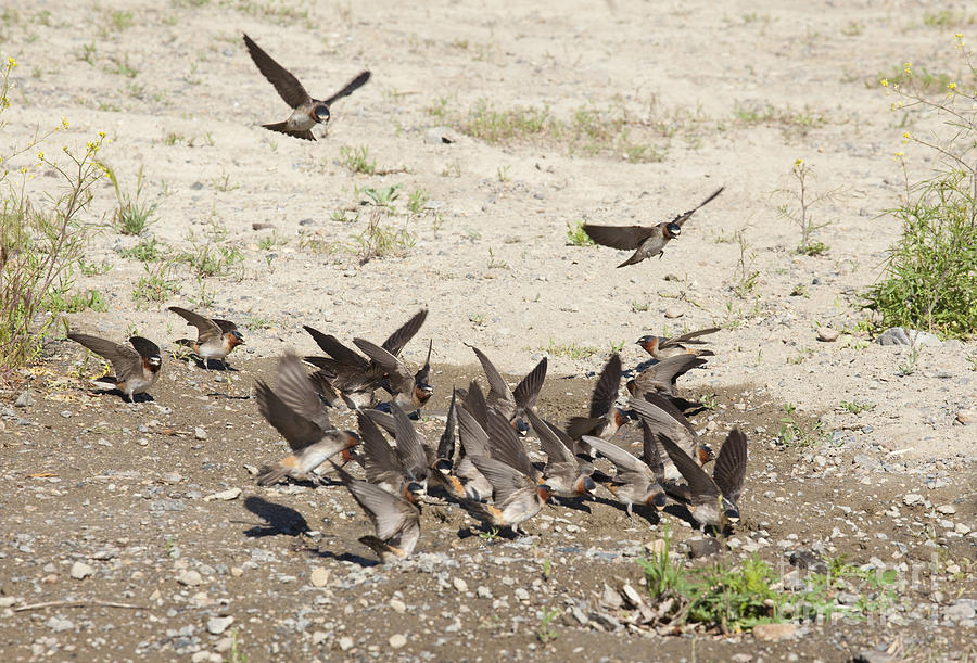 Cliff Swallows Gather Mud #1 Photograph by Marie Read