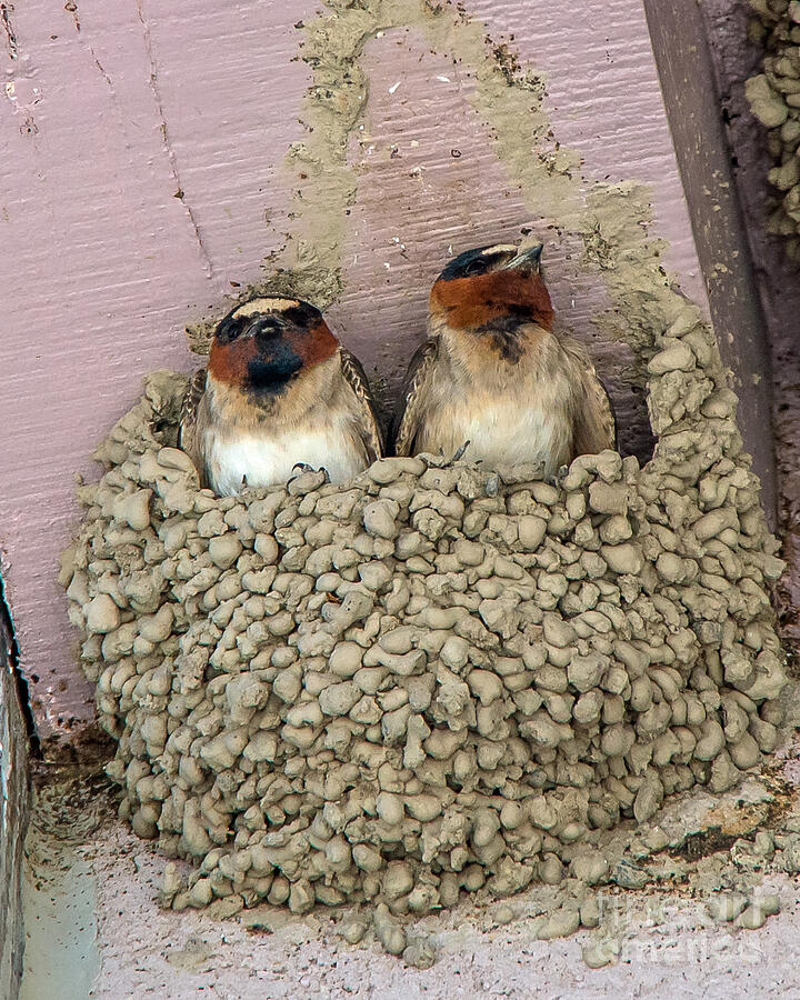 Cliff Swallows Photograph by Stephen Whalen