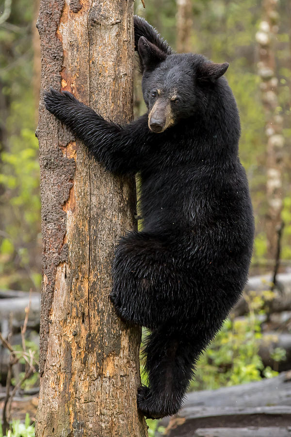 Climbing Bear #1 Photograph by Mary Jo Cox
