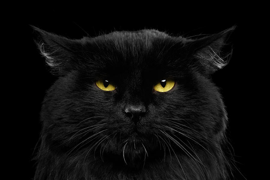 Cat Photograph - Close-up Black Cat with Yellow Eyes by Sergey Taran