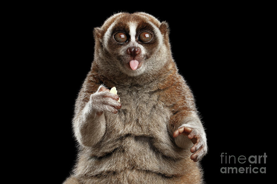 Wildlife Photograph - Lemur Slow Loris #1 by Sergey Taran