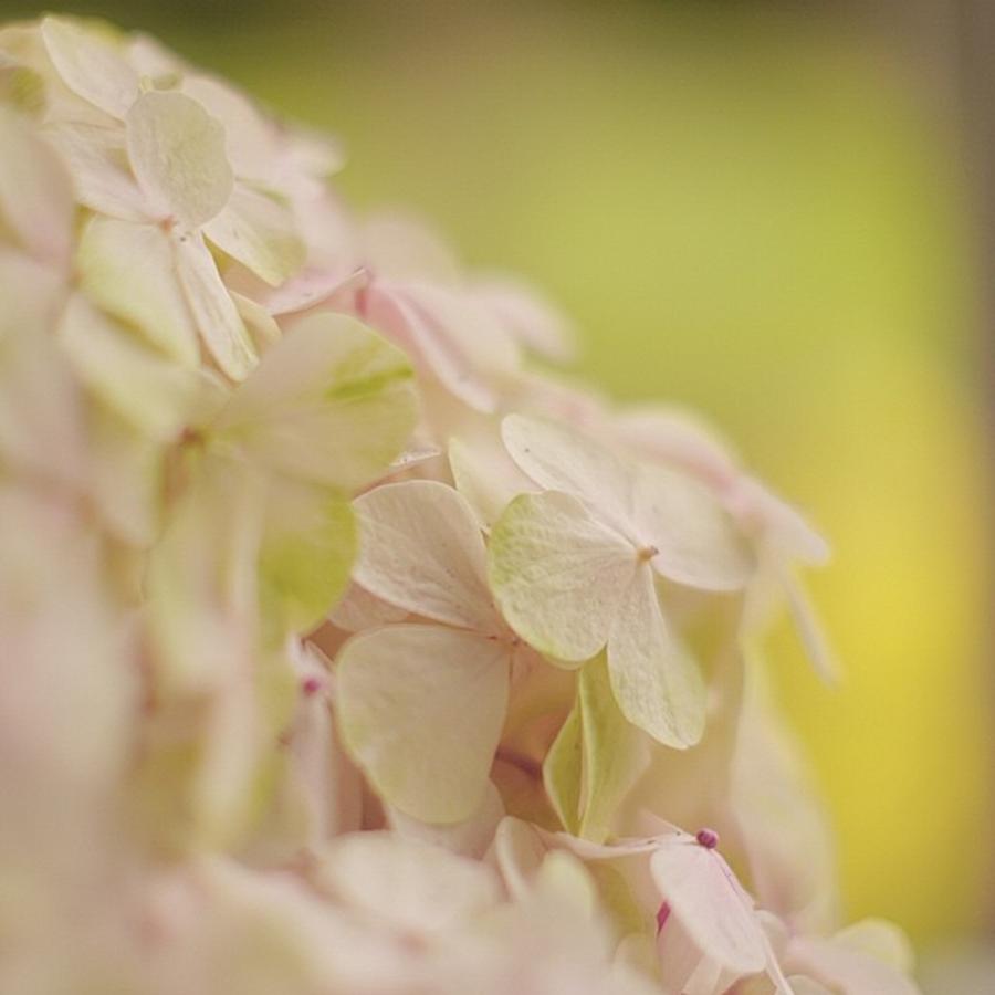 Close Up Of A Hydrangea #flowerstalking #1 Photograph by Sungi Verhaar