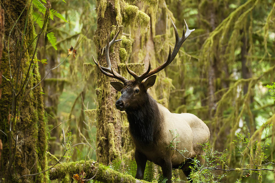 Close Up Of An Bull Roosevelt Elk #1 Photograph by John Mahan