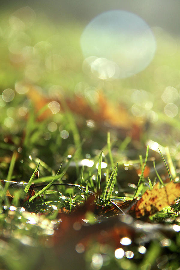 Close-up of dry leaves on grass, in a sunny, humid autumn morning #1 Photograph by Emanuel Tanjala