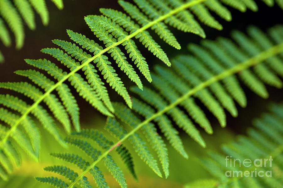 Close-up of Ferns #1 Photograph by Jim Corwin