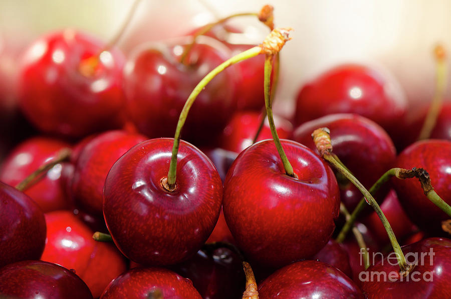 Close up of fresh ripe red cherries, cherry, fruit #1 Photograph by Perry Van Munster