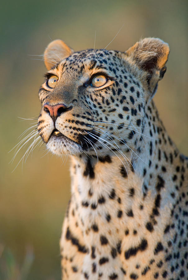 Serengeti National Park Photograph - Close-up Of Leopard Panthera Pardus #1 by Panoramic Images
