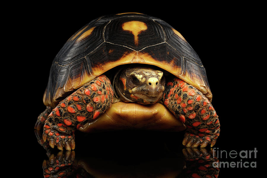 Close-up of Red-footed tortoises, Chelonoidis carbonaria, Isolated black background #1 Photograph by Sergey Taran