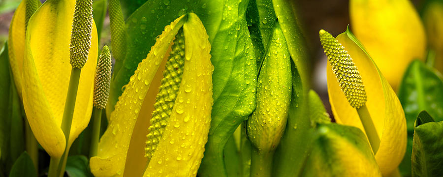 Nature Photograph - Close-up Of Skunk Cabbage Symplocarpus #1 by Panoramic Images