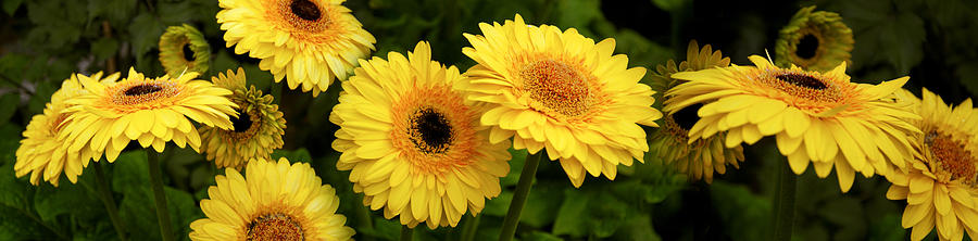 Close-up Of Sunflowers #1 Photograph by Panoramic Images