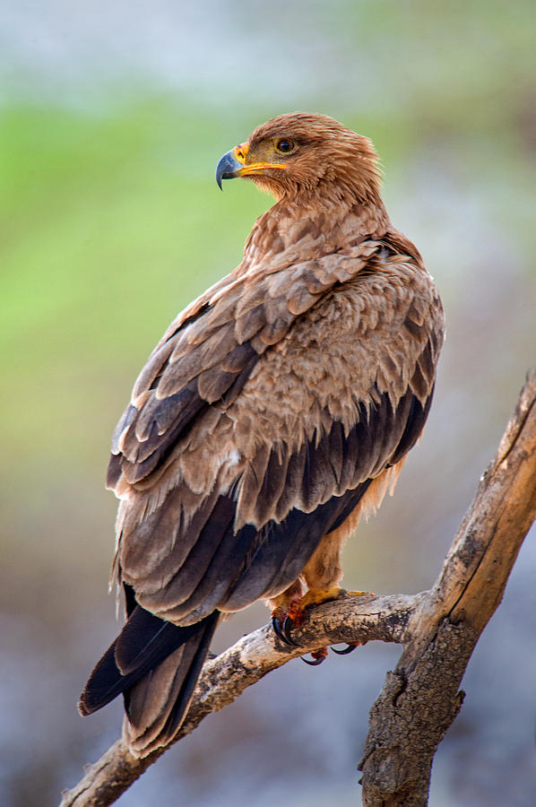 Eagle Photograph - Close-up Of Tawny Eagle Aquila Rapax #1 by Panoramic Images