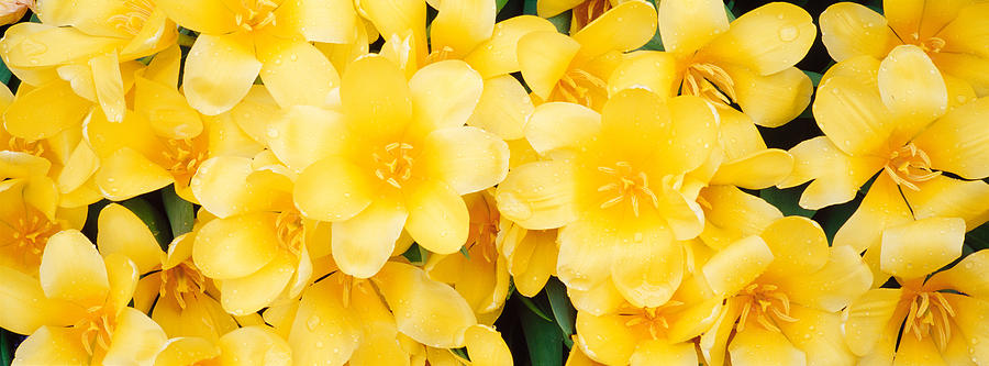Close-up Of Yellow Tulips #1 Photograph by Panoramic Images