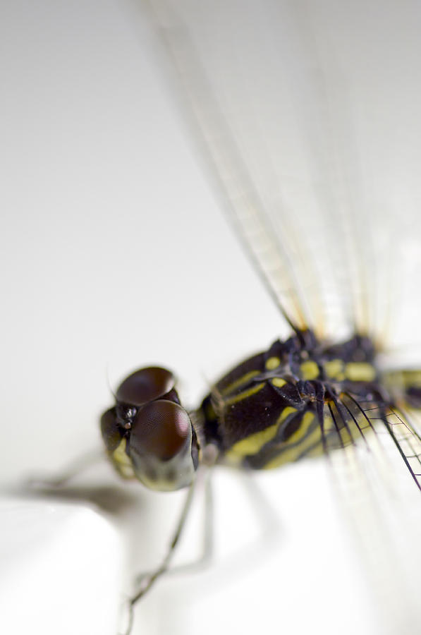 Close up shoot of a anisoptera dragonfly #1 Photograph by U Schade