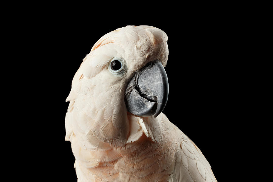 Macaw Photograph - Closeup Head of Beautiful Moluccan Cockatoo, Pink salmon-crested Parrot Isolated on Black Background by Sergey Taran