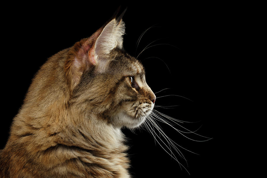 Cat Photograph - Closeup Maine Coon Cat Portrait Isolated on Black Background by Sergey Taran
